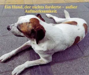 Hundefutter kritisch hinterfragen: Meine Geschichte