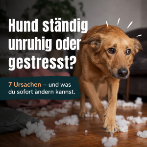 Gestresster Hund mit nervösem Blick in einem Wohnzimmer. Das Bild thematisiert Ursachen und Lösungen für Unruhe und Stress bei Hunden.