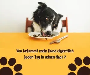 Gesundes Hundefutter als Basis für Wohlbefinden und Lebensqualität