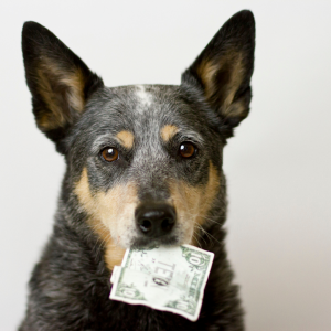 Was kostet ein Hund im Jahr – symbolisches Bild eines Hundes mit Geldschein