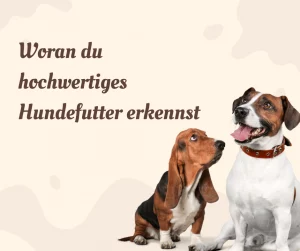 Woran erkennt man gutes Hundefutter – zwei Hunde schauen aufmerksam nach oben