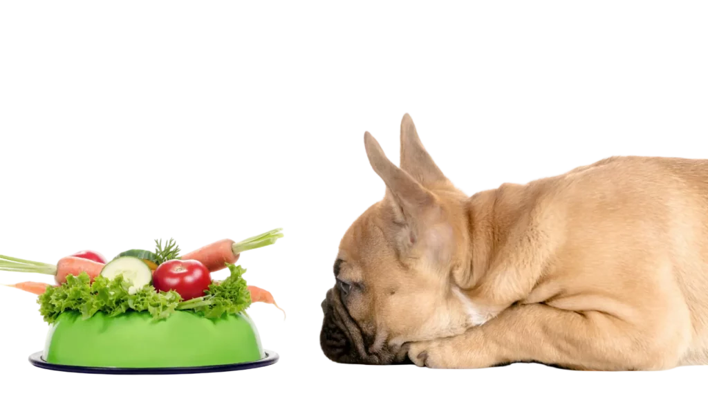 Hund blickt skeptisch auf Napf mit frischem Gemüse statt Futter.