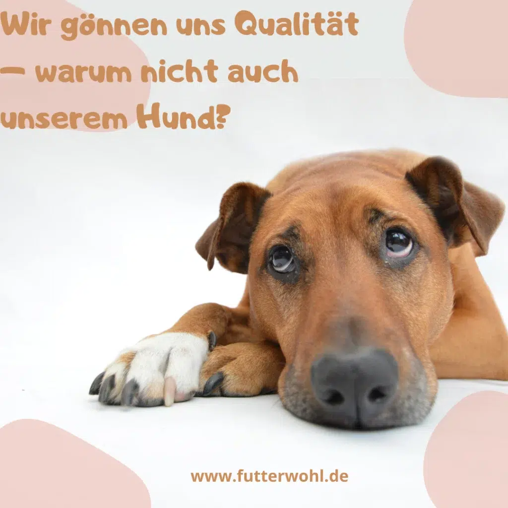 Gesundes Hundefutter als Investition in die langfristige Hundegesundheit