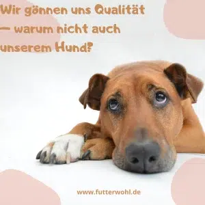 Gesundes Hundefutter als Investition in die langfristige Hundegesundheit